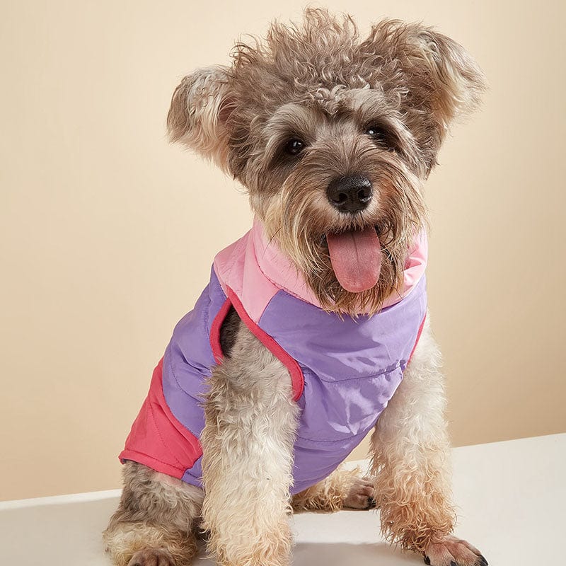 Veste imperméable pour chien